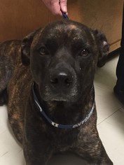 Boxer-German Shepherd Dog Mix Dogs for adoption in Decatur, GA, USA