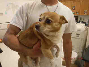 Chi-Corgi Dogs for adoption in Oroville, CA, USA