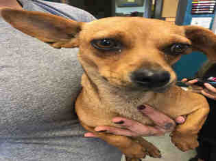 Chiweenie Dogs for adoption in Hanford, CA, USA