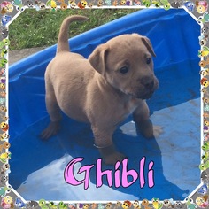 Small Black Mouth Cur