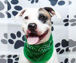 Mutt Dogs for adoption in Sanford, FL, USA