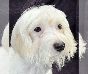 Maltese Dogs for adoption in Wheaton, IL, USA