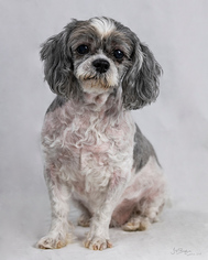 Shih Tzu Dogs for adoption in Kennesaw, GA, USA