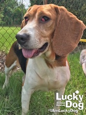 Beagle Dogs for adoption in Washington, DC, USA