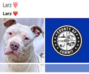 American Bulldog-Staffordshire Bull Terrier Mix Dogs for adoption in Akron, OH, USA