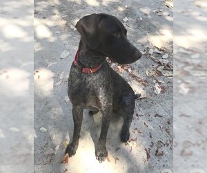 German Shorthaired Pointer Dogs for adoption in Menlo Park, CA, USA