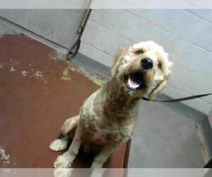 Goldendoodle Dogs for adoption in Atlanta, GA, USA