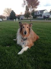 Collie Dogs for adoption in Traverse City, MI, USA