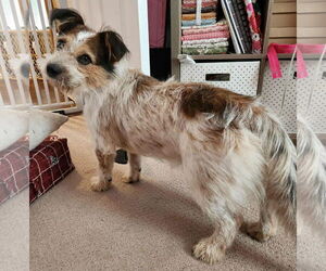 Parson Russell Terrier-Pembroke Welsh Corgi Mix Dogs for adoption in Princeton, MN, USA