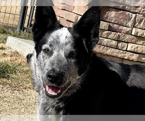 Mutt Dogs for adoption in Pueblo, CO, USA