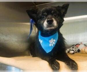 Chiranian Dogs for adoption in Orange, CA, USA