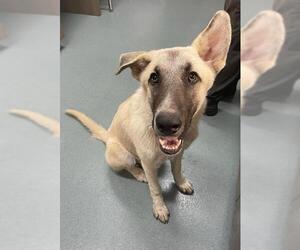 Anatolian Shepherd-Unknown Mix Dogs for adoption in Baytown, TX, USA