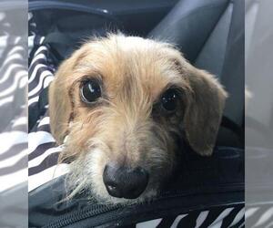 Dachshund Dogs for adoption in Friendswood, TX, USA