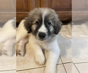 Great Pyrenees-Unknown Mix Dogs for adoption in Plymouth, MN, USA