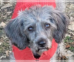 Mutt Dogs for adoption in Westmont, IL, USA