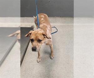 American Staffordshire Terrier-Catahoula Leopard Dog Mix Dogs for adoption in Tallahassee, FL, USA