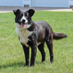 Border Collie Dogs for adoption in Mankato, MN, USA