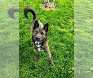 Dutch Shepherd -Unknown Mix Dogs for adoption in Elk Grove, CA, USA