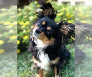 Papillon Dogs for adoption in Strongsville, OH, USA