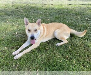 Siberian Husky-Unknown Mix Dogs for adoption in Tonawanda, NY, USA