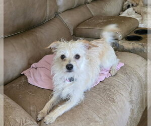 Mutt Dogs for adoption in Croydon, NH, USA