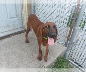 Redbone Coonhound Dogs for adoption in Iroquois, IL, USA