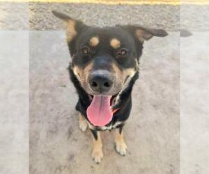 Huskies -Unknown Mix Dogs for adoption in Sacramento, CA, USA