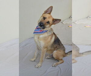 German Shepherd Dog-Unknown Mix Dogs for adoption in McKinney, TX, USA