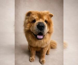 Chow Chow-Unknown Mix Dogs for adoption in Rockwall, TX, USA