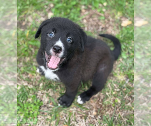 Labbe Dogs for adoption in Godfrey, IL, USA