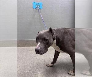 Mutt Dogs for adoption in Las Vegas, NV, USA