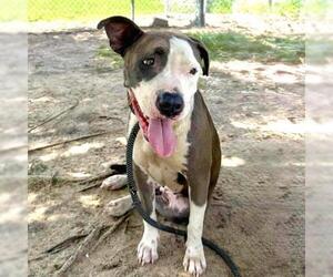 American Pit Bull Terrier Dogs for adoption in Conroe, TX, USA