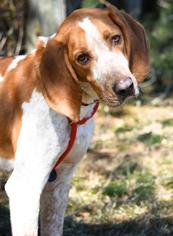 American Foxhound Dogs for adoption in Waterford, VA, USA
