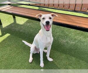 Labrador Retriever-Unknown Mix Dogs for adoption in Orange, CA, USA