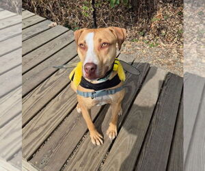 Mutt Dogs for adoption in Elmsford, NY, USA