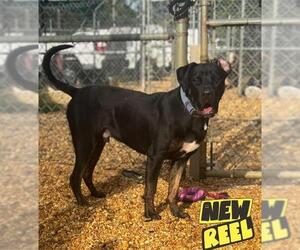 Rottweiler Dogs for adoption in Forestville, MD, USA