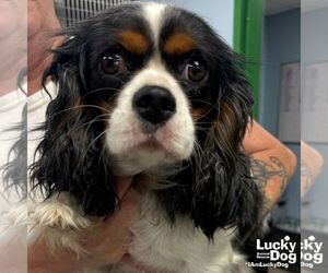 Cavalier King Charles Spaniel-Spaniel Mix Dogs for adoption in Washington, DC, USA