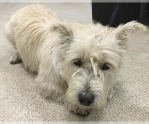 Mutt Dogs for adoption in Riverside, CA, USA