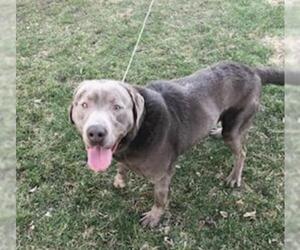 Labrador Retriever Dogs for adoption in Waseca, MN, USA