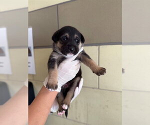 German Shepherd Dog-Unknown Mix Dogs for adoption in Riverside, CA, USA