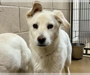 Siberian Husky-Unknown Mix Dogs for adoption in Martinez, CA, USA