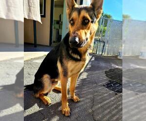 German Shepherd Dog Dogs for adoption in Yreka, CA, USA
