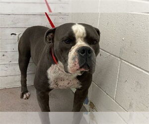American Pit Bull Terrier Dogs for adoption in San Bernardino, CA, USA