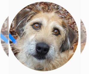 Australian Terrier Dogs for adoption in Little Rock, AR, USA