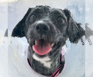 Shih Tzu-Unknown Mix Dogs for adoption in Jefferson, WI, USA