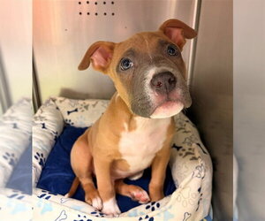 Boxer-Unknown Mix Dogs for adoption in Rancho Cucamonga, CA, USA