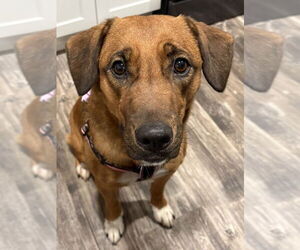 Medium Photo #1 Mutt Puppy For Sale in Mundelein, IL, USA