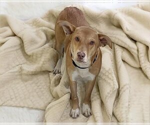 Medium Photo #2 Labrador Retriever-Unknown Mix Puppy For Sale in Tulsa, OK, USA
