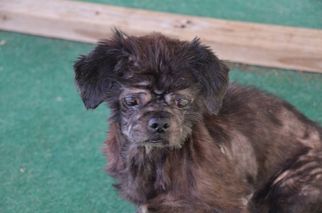 Shih Tzu Dogs for adoption in Athens, AL, USA