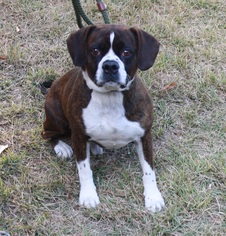 Boxer Dogs for adoption in Canton, CT, USA